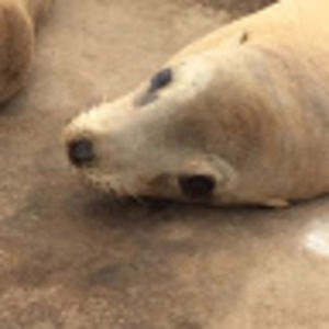 Meet your Posher, Nolan